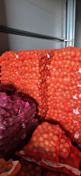 CEBULA żółta, czerwona