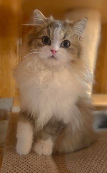 Ignacy zwany Krówciem  kocurek szkocki prostouchy PZF