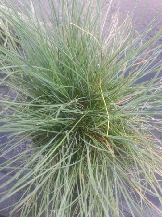 Вівсяниця сиза. Овсяница сизая.Овсяница голубая..Фестука.