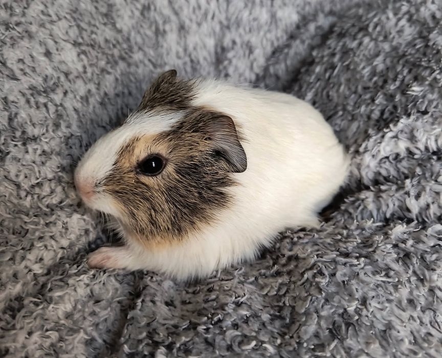 Świnki morskie  rozetki i gładkie