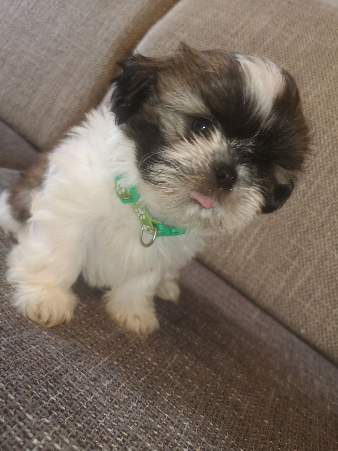 Szczeniaczek Shih-tzu piesek