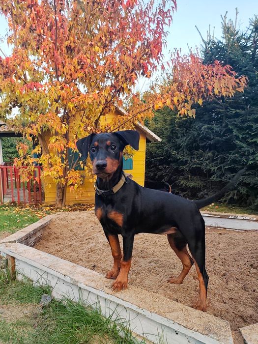 Suczka - pinczer średni - Shila