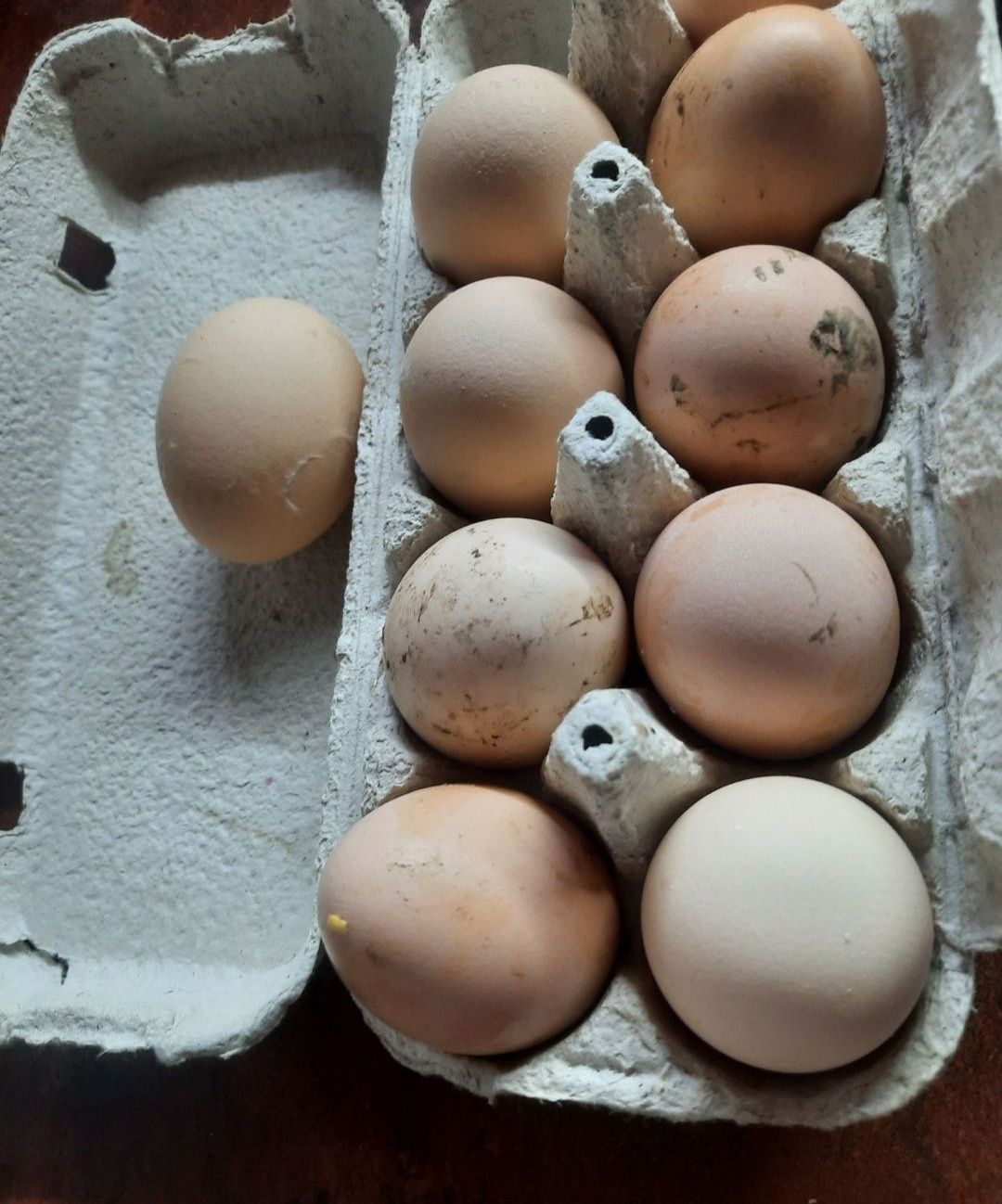 Яйця домашніх курей