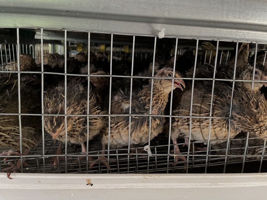 Перепілка добова