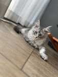 Piękna koteczka Maine Coon, rodowód FPL