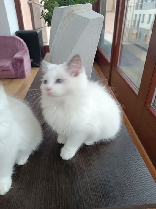 Kotek Ragdoll z legalnej hodowli