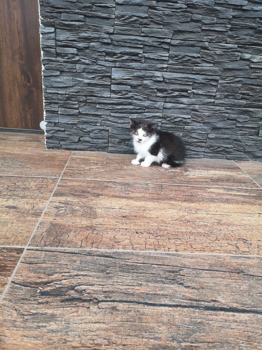 Oddam kotki w dobre ręce