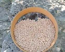 Tremoços secos colheita 2025