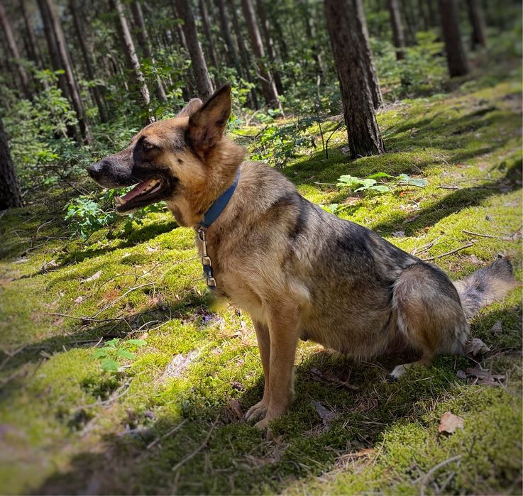 Owczarka niemiecka, 2 lata, łagodna Coco adopcja