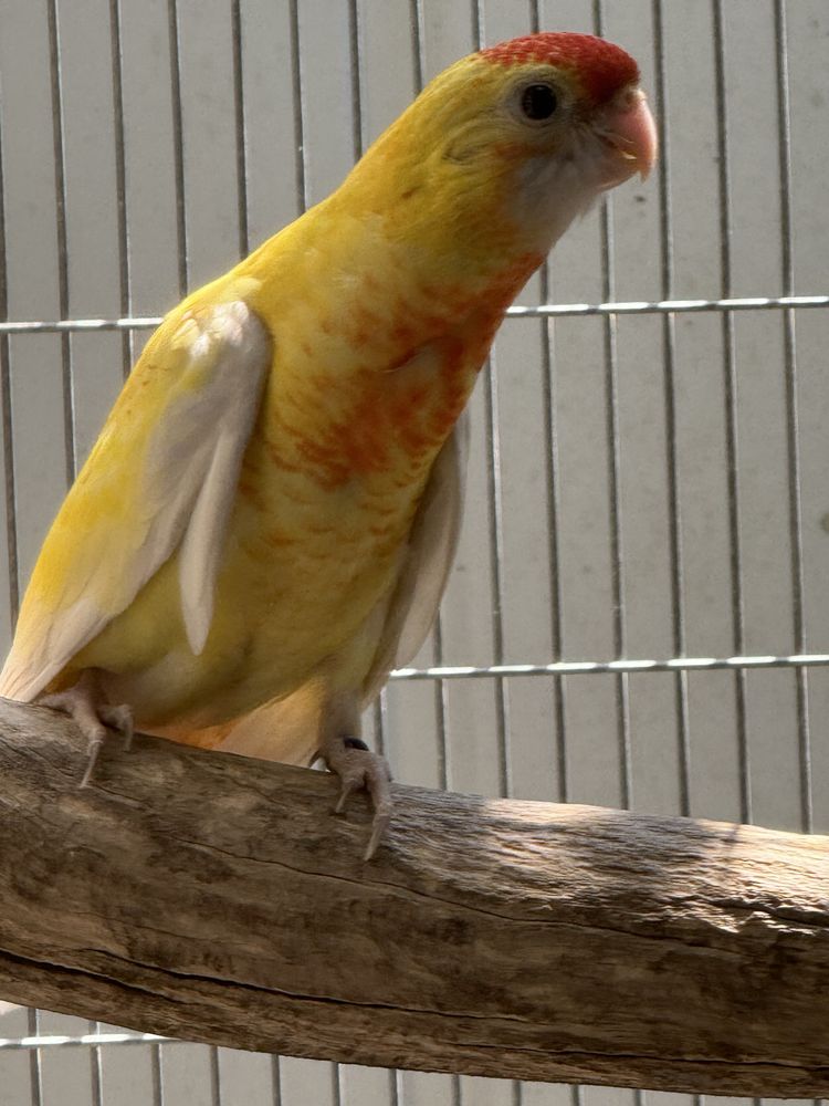 Varias aves disponiveis .