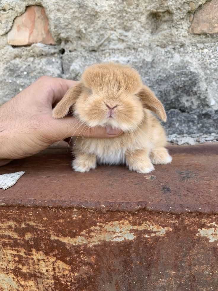 KIT Completo ,Coelhos anões Bebés super dóceis