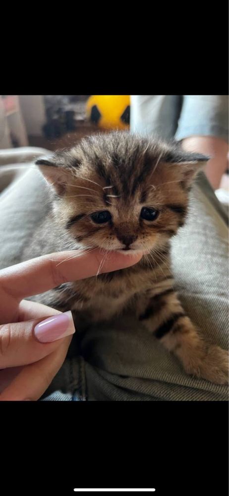 Шиншиловий хлопчик