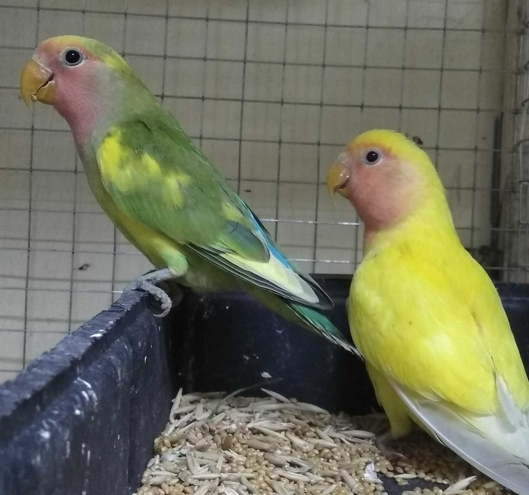 Неразлучники разных видов волнистые попугаи