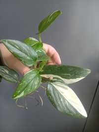 Monstera Standleyana Variegata/ Philodendron Cobra