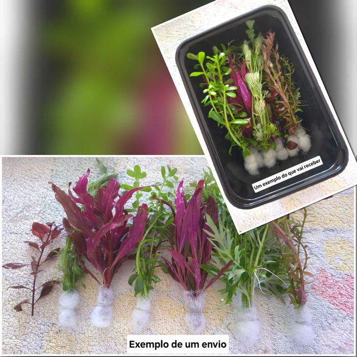 Pack 50 Plantas Aquário – 10 Espécies MUITA COR VERMELHO