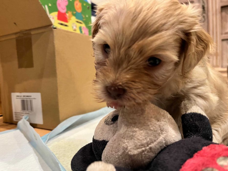 Hawańczyk piesek rasowy beżowy radosny i ciekawski