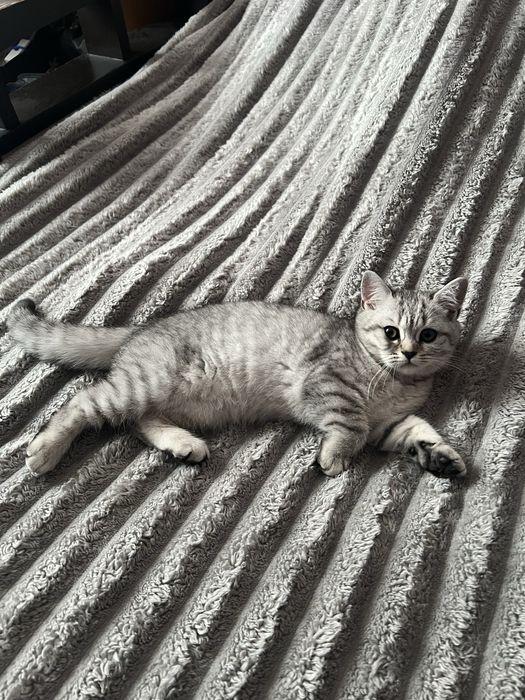 Шотландські кошенята