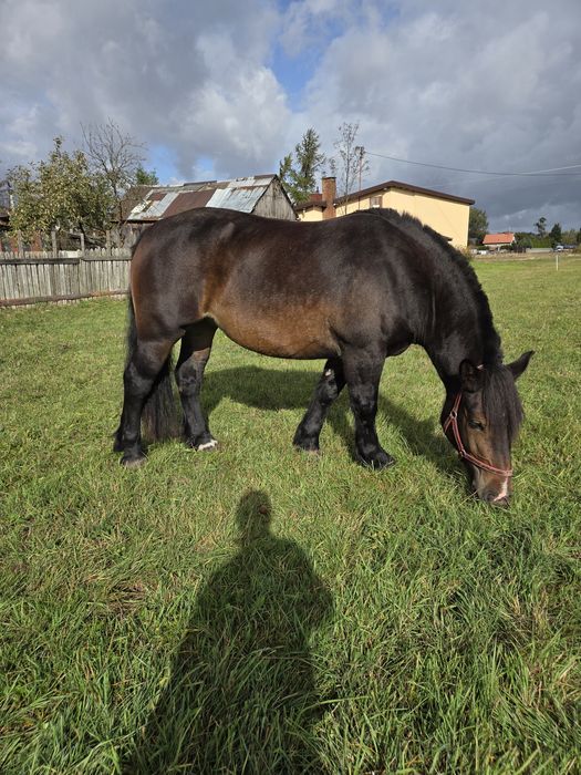 Sprzedam Klacz Zimnokrwistą