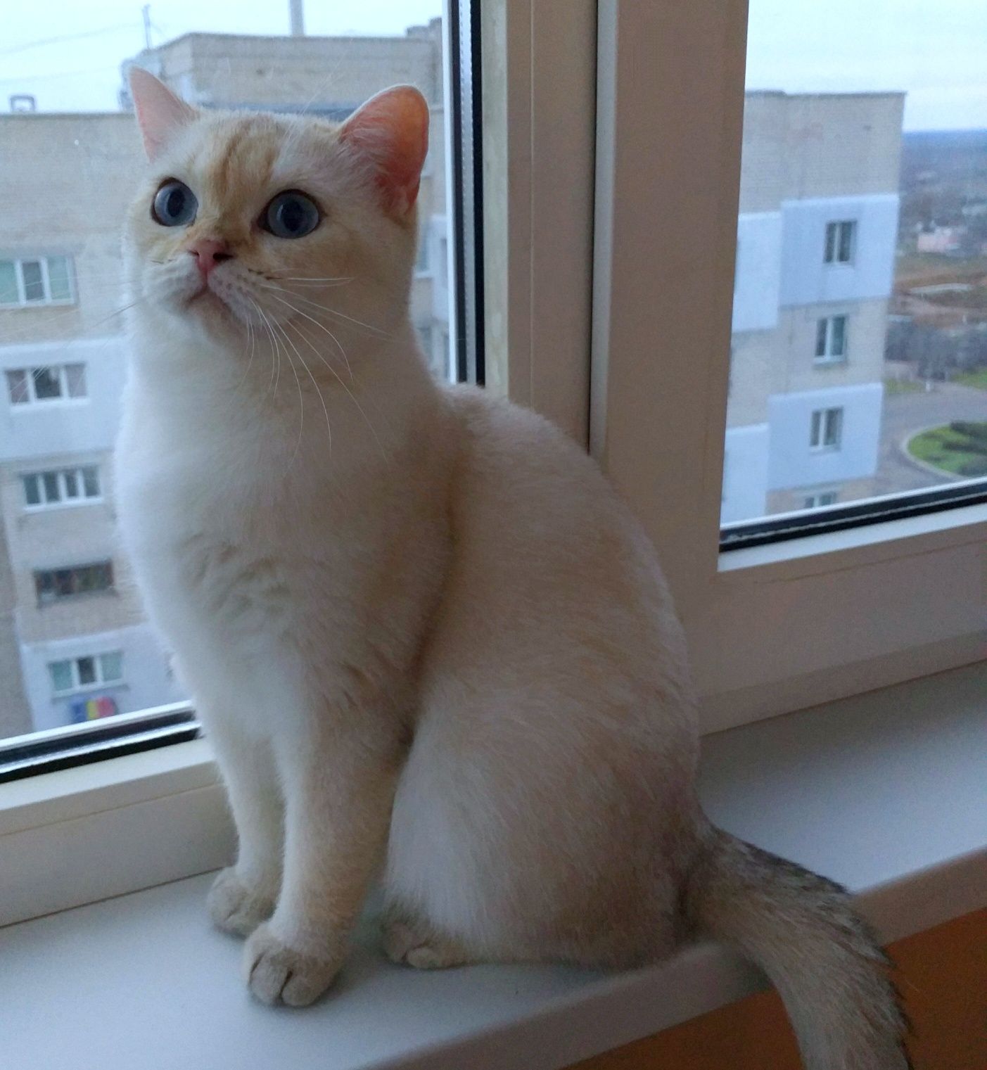 Британские котята, шиншилла поинт с голубыми глазами