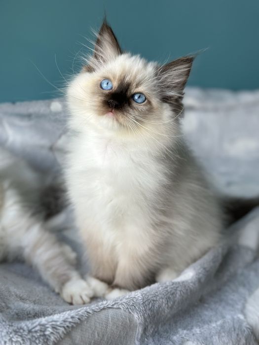 Kotka Ragdoll do hodowli FPL