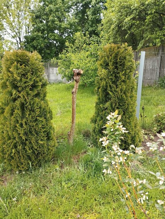 Katalpa drzewko formowane