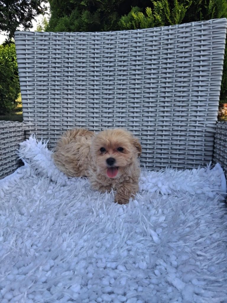 Piękna Sunia Maltipoo XS