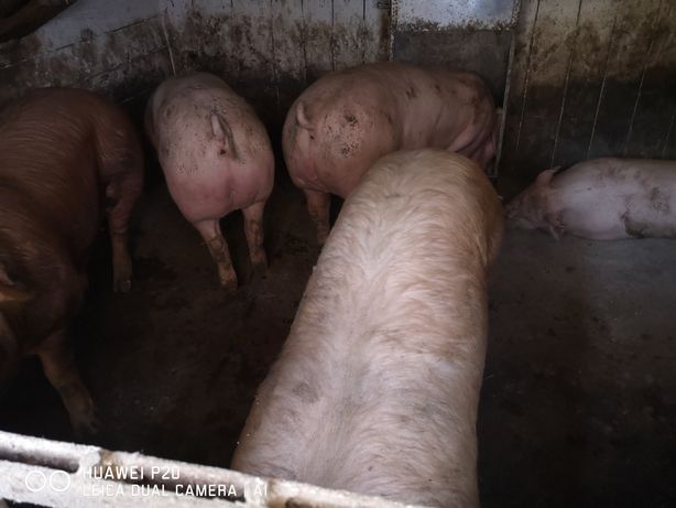 Продам свині мясного напрямку