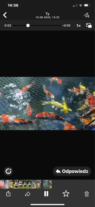 Karp Koi - selekt Japonia