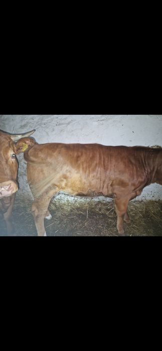 Jałówki LM limousine