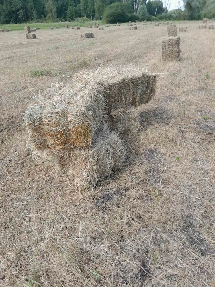 Продам тюковане цьогорічне сіно