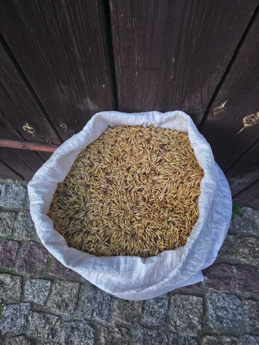 sprzedam  owies Prokop w workach