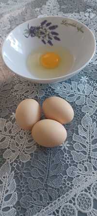 Jaja jajka od kur z wolnego wybiegu Wodzisław Śląski