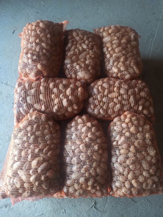 Ziemniaki paszowe zeszłoroczne, bez kiełka