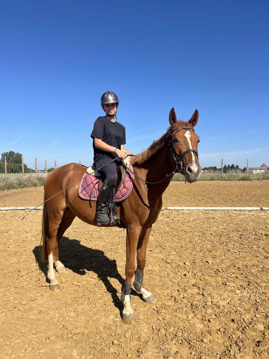 Wałach małopolski rekreacja wyjazdy w teren