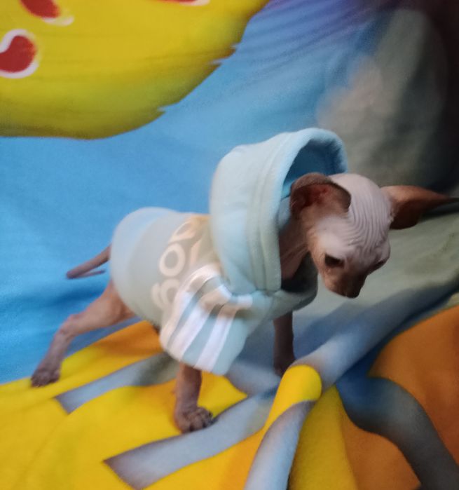 Сфінкс хлопчик  Канадець резинка