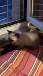 Gato Siames (femea) para dar