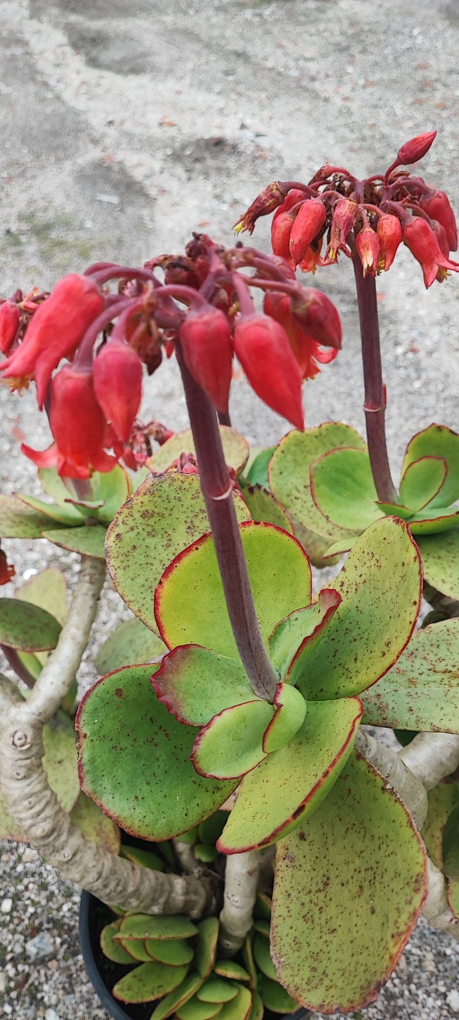 Planta suculenta