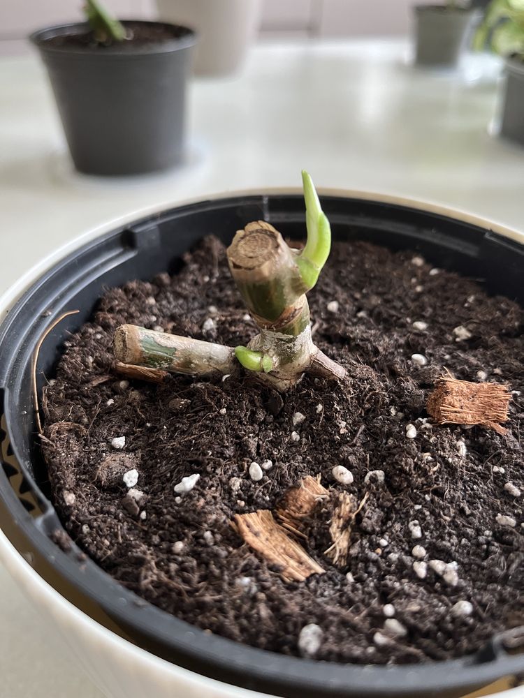 Monstera variegata