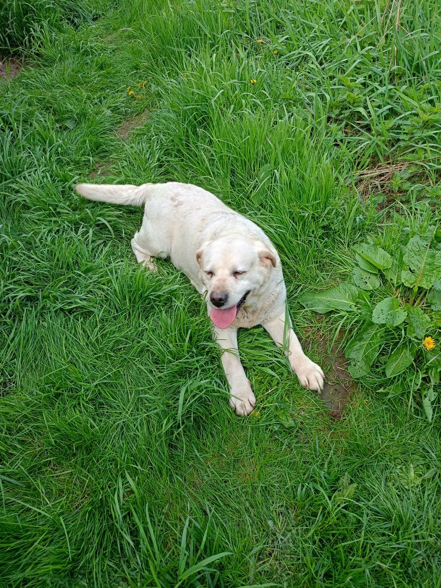 Labrador dorosła suka