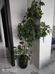 Kwiat Schefflera 175cm
