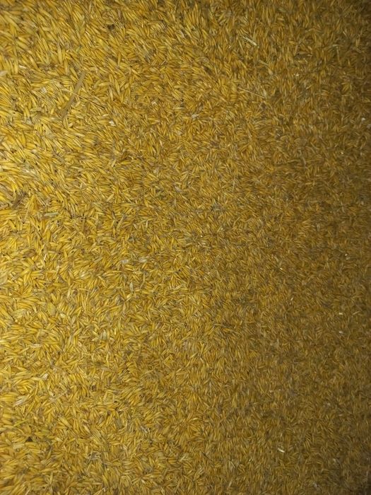 Sprzedam zboże jęczmień, owies