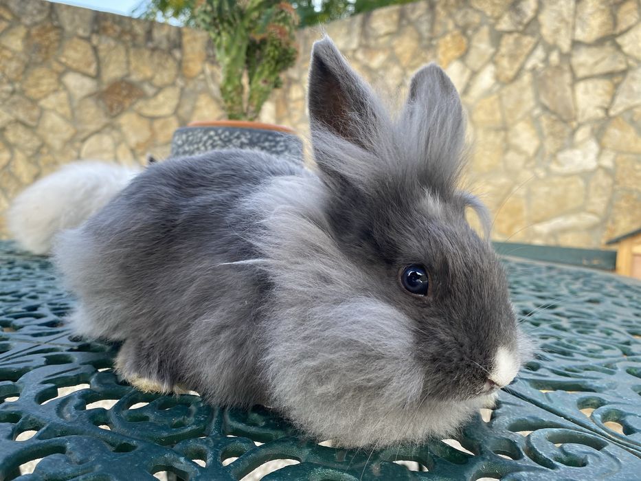 Coelhos anões Angorá nascidos a 7 Nov
