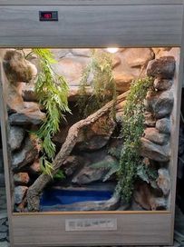 Terrarium  gotowe dla agam błotnych, młodego legwana  ,węża 80x50x110