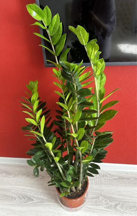 Замиокулькас денежное дерево счастья