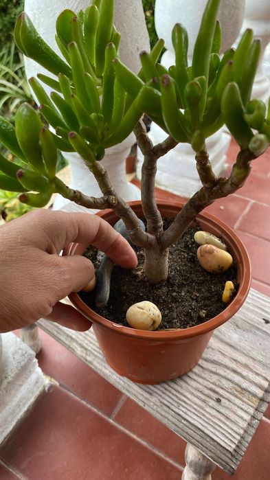 Vendo suculenta tipo bonsai