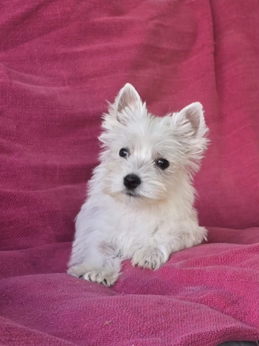 Piesek West highland white terrier