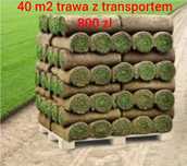 Trawa z rolki trawnik 40m2 trawa z transportem