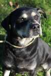 095463 Bruno o adopcji