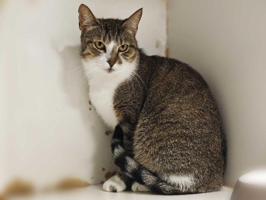 Киця Поля дуже хоче додому