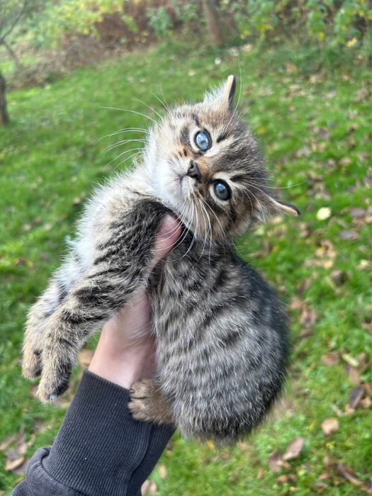 Kocięta do adopcji / kotki szukają domów